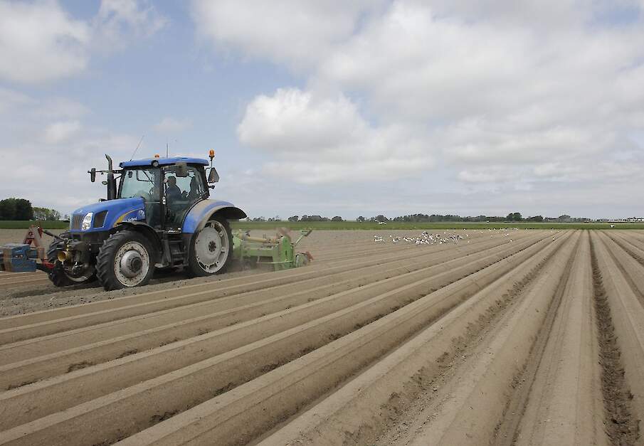 Aanaarden aardappelruggen met meeuwen in Hijum.