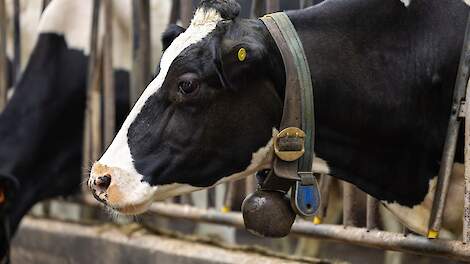 Melkkoe in de stal