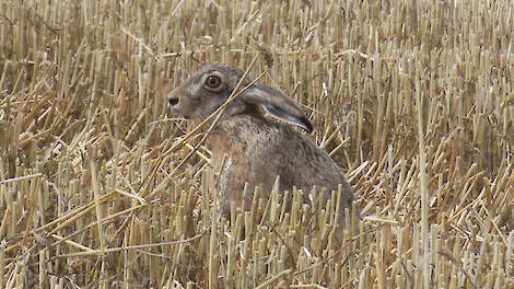 &bdquo;Iedereen met ook maar een basale kennis van hazen weet: hazen hebben een territorium.&rdquo;