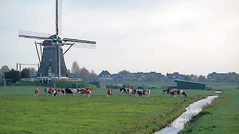 Melkkoeien in de weide met op de achtergrond een molen