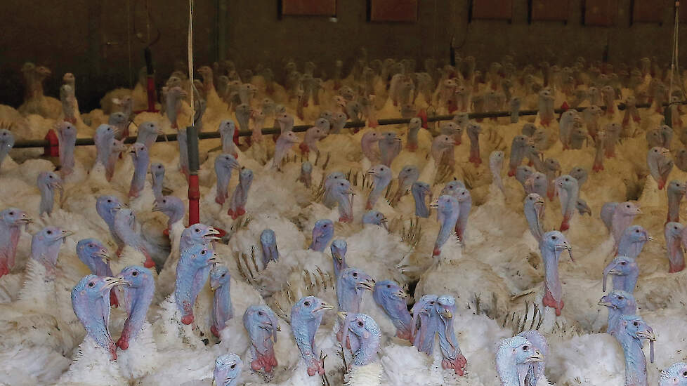 Hoewel er bij een pluimveehouder in Nederweert (LB) &ndash; na een vogelgriepuitbraak bij een naburig kalkoenbedrijf in oktober 2022 &ndash; geen vogelgriep heerste, werden de dieren toch geruimd.