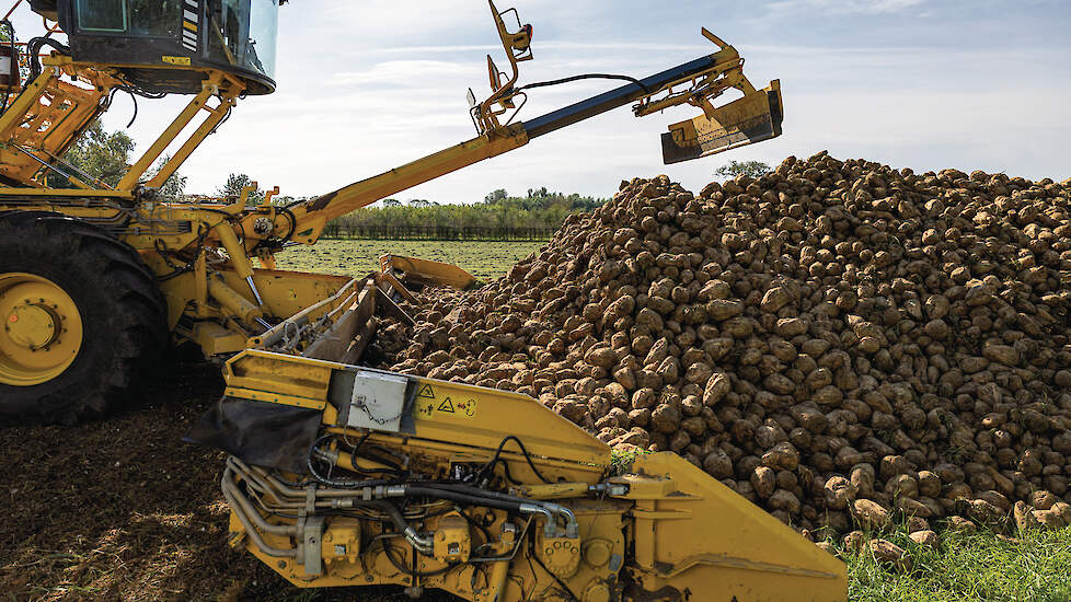 In de loop van de bietencampagne werd al duidelijk dat 2025 zou afstevenen op recordopbrengsten.