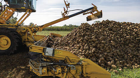 In de loop van de bietencampagne werd al duidelijk dat 2025 zou afstevenen op recordopbrengsten.