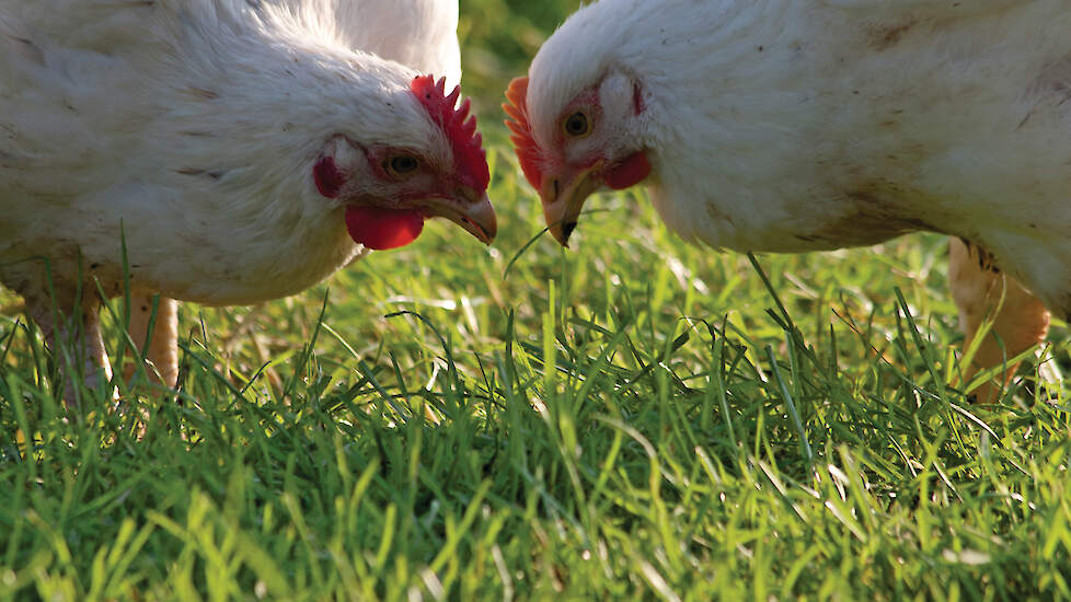 Meerdere stallen van elk 1.600 m&sup2; biologisch vleespluimvee mogen straks op &eacute;&eacute;n productielocatie onder &eacute;&eacute;n bedrijf worden gecertificeerd.