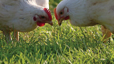 Meerdere stallen van elk 1.600 m&sup2; biologisch vleespluimvee mogen straks op &eacute;&eacute;n productielocatie onder &eacute;&eacute;n bedrijf worden gecertificeerd.