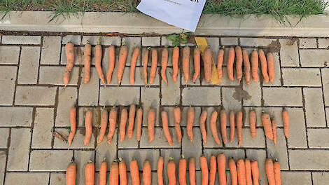 Voor biologische teelten is het gebruik van biologisch uitgangsmateriaal verplicht, uitzonderingen zijn (nog) mogelijk. Rassenkeuze is daarbij sterk bepalend voor succes.