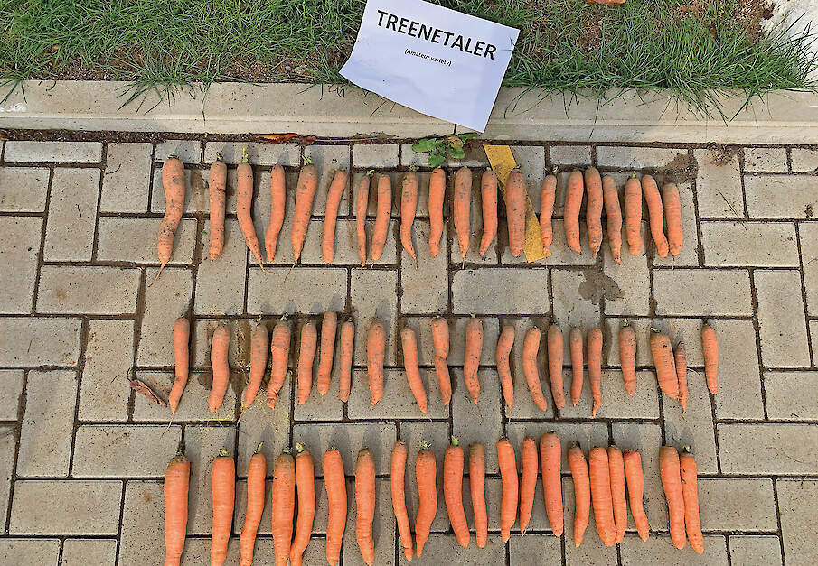 Voor biologische teelten is het gebruik van biologisch uitgangsmateriaal verplicht, uitzonderingen zijn (nog) mogelijk. Rassenkeuze is daarbij sterk bepalend voor succes.