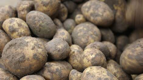 De noteringen voor vrije aardappelen fluctueren al weken tussen de 1,5 en 3 euro.