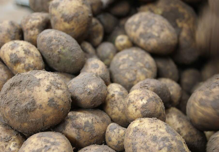 De noteringen voor vrije aardappelen fluctueren al weken tussen de 1,5 en 3 euro.
