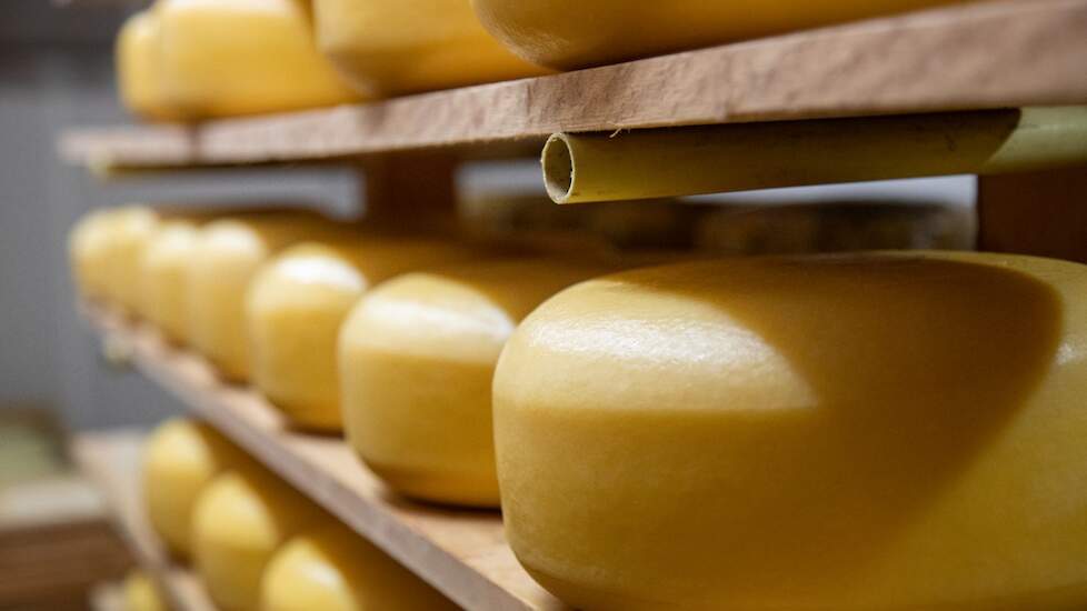 Kazen liggen te rijpen op een plank.