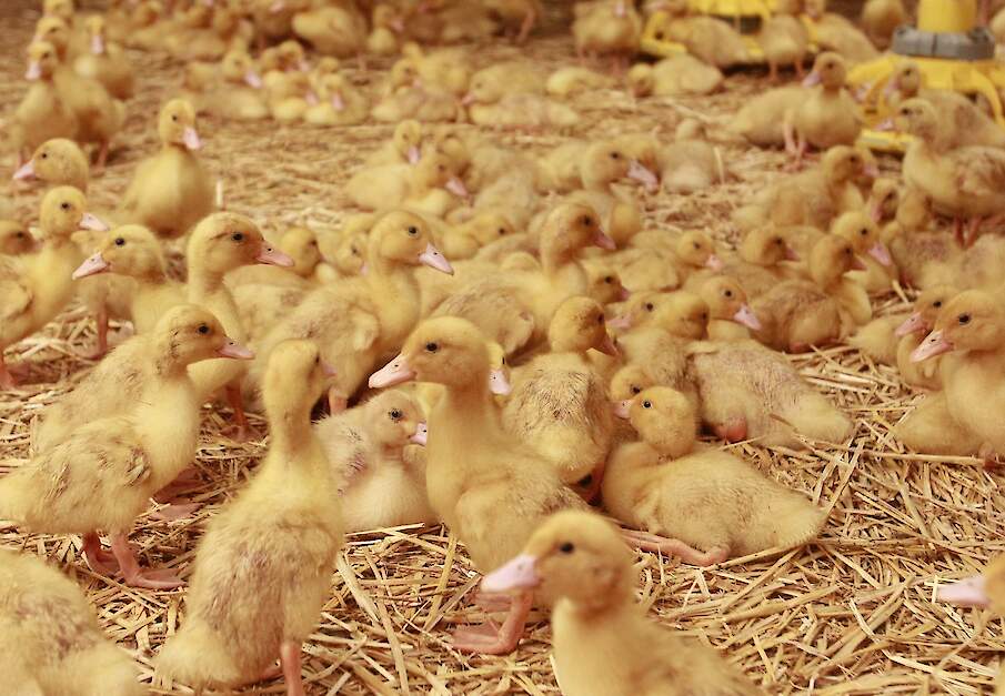 Beeld ter illustratie.