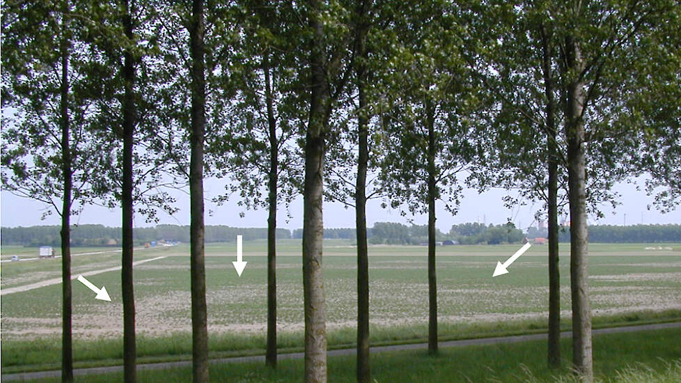 Valplek door aantasting aaltjes