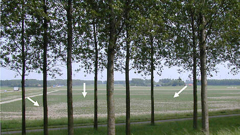 Valplek door aantasting aaltjes