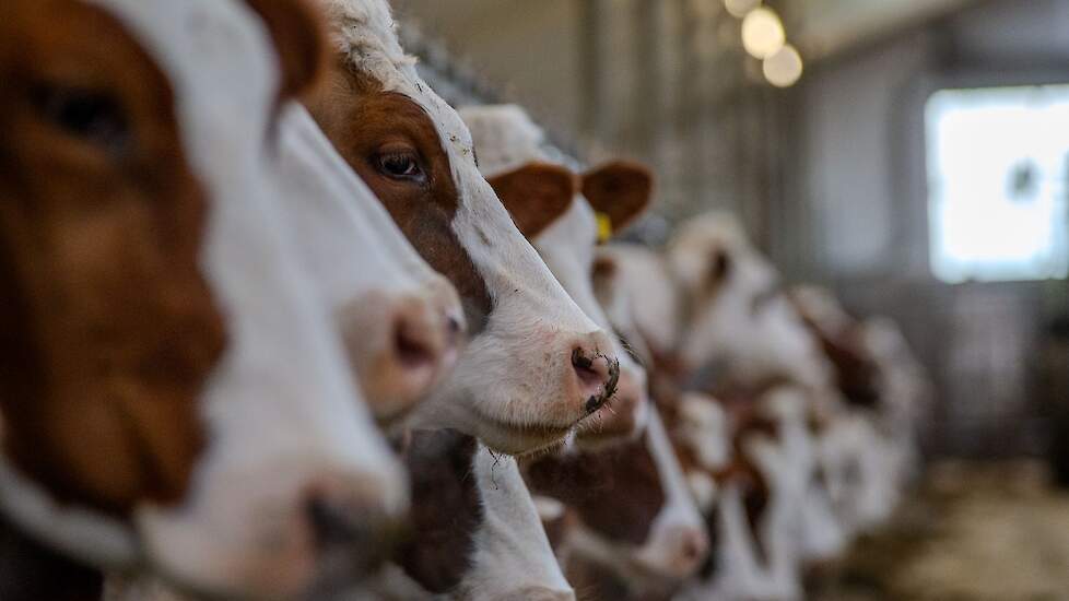 Koeien staan naast elkaar aan het voerhek.