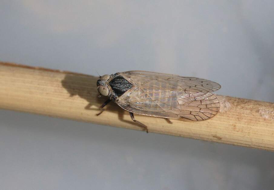 Een volwassen glasvleugelcicade, die het beruchte fytoplasma verspreidt, dat stolbur veroorzaakt.