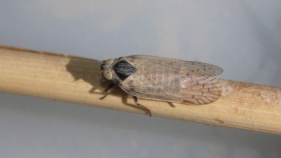 Een volwassen glasvleugelcicade, die het beruchte fytoplasma verspreidt, dat stolbur veroorzaakt.