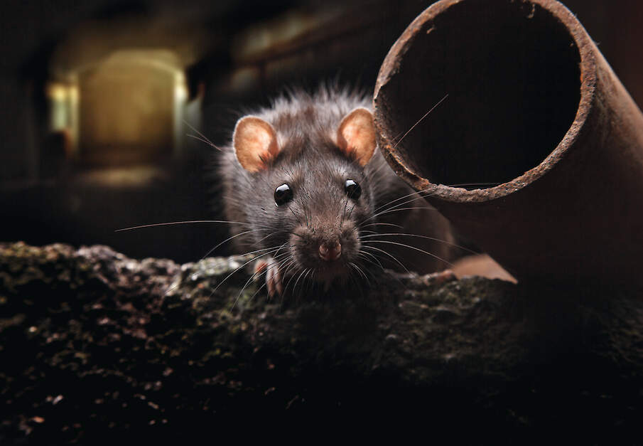Ongediertebestrijding is geen bijzaak maar een onderdeel van professioneel pluimvee houden, volgens Jan Pieter Bierema. &bdquo;Je kunt nog zo&rsquo;n mooi bedrijf hebben, maar als je dit niet op orde hebt, loop je onnodige risico&rsquo;s&rdquo;, zegt hij.