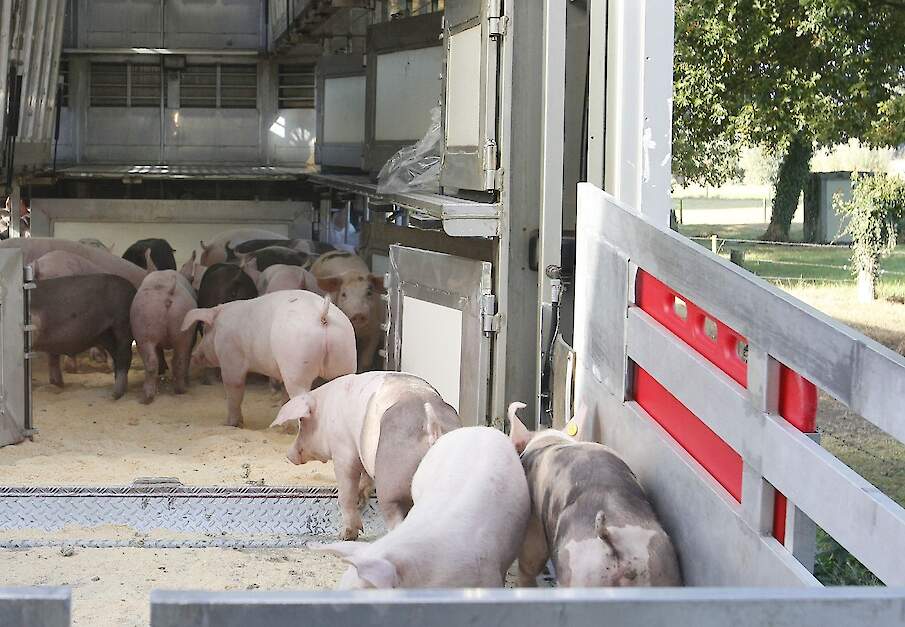 Momenteel worden er ongeveer 19 miljoen biggen geproduceerd onder ITW-omstandigheden. Tegelijkertijd worden er zo'n 22,5 miljoen ITW-varkens grootgebracht vanwege een tekort aan ITW-biggen. Als het verplicht wordt ITW-biggen op te leggen, zullen sommige v