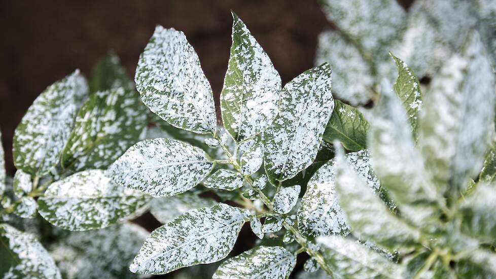Delphy doet proeven met het wit maken van de ruggen en de aardappelplant met het oog op de desori&euml;ntatie van de luis. Er wordt gebruik gemaakt van een coating op basis van zetmeel dat is ontwikkeld door Dynaplak uit Veendam.