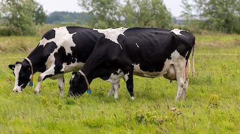 Koeien grazend in Utrechtse veenweide
