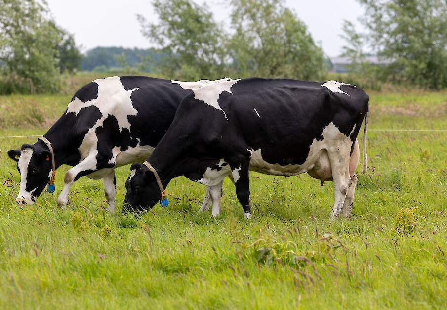 Koeien grazend in Utrechtse veenweide