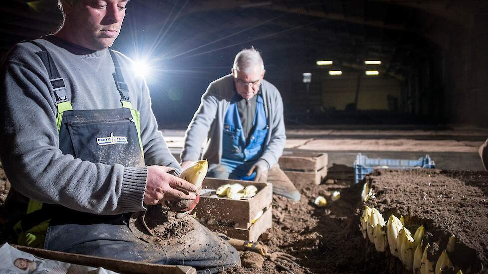 De teelt van Brussels grondwitlof.