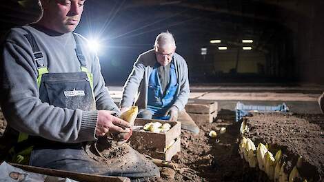 De teelt van Brussels grondwitlof.