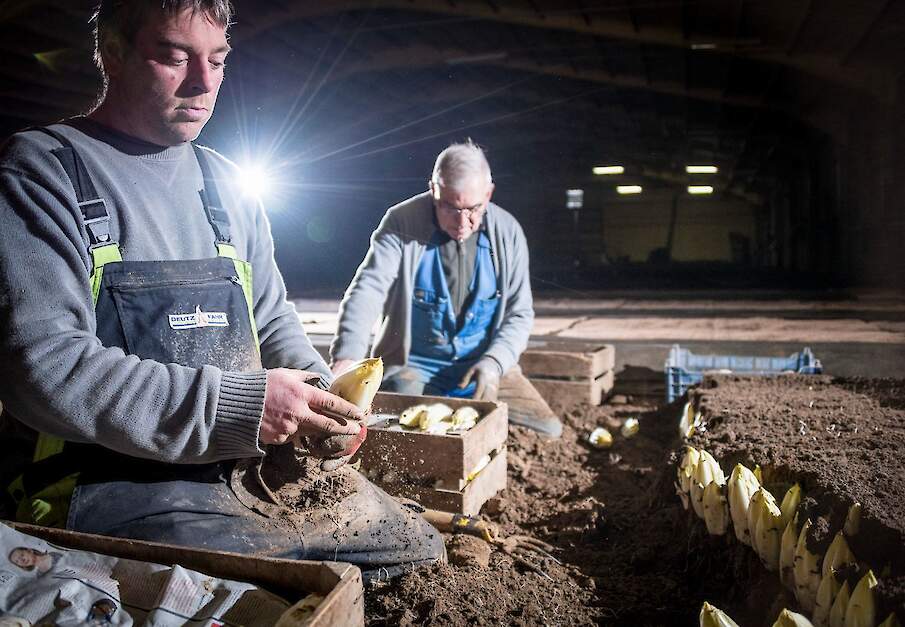De teelt van Brussels grondwitlof.
