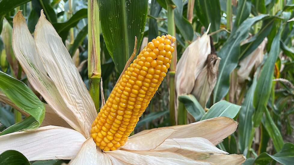 DSV ultravroege mais FLYNT 108 dagen