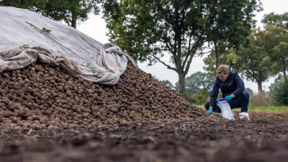 NVWA-inspecteur bij berg aardappelen