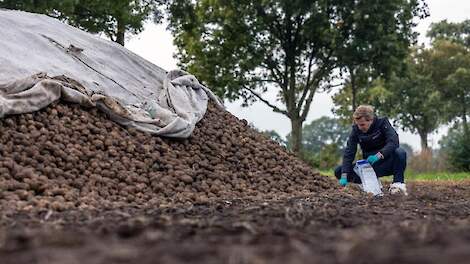 NVWA-inspecteur bij berg aardappelen