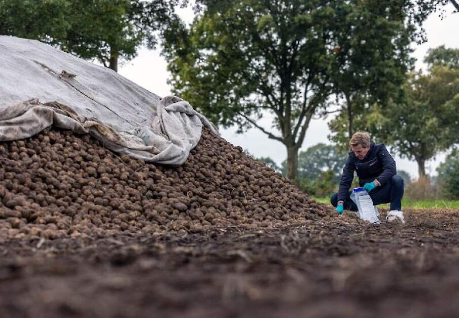 NVWA-inspecteur bij berg aardappelen