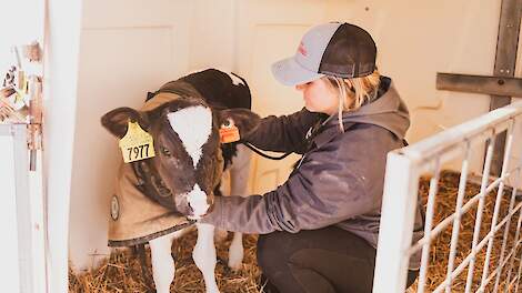 Controle van kalveren