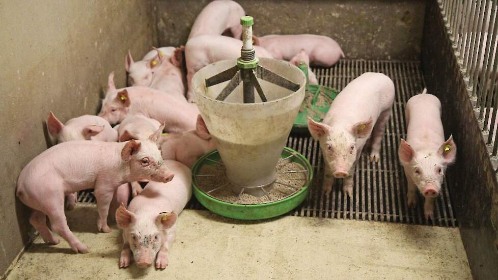 Onder gespeende biggen kan de PRRS-viruscirculatie meerdere weken aanhouden.