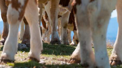 Klauwgezondheidsmanagement, kreupelheid en levensduur bij melkkoeien
