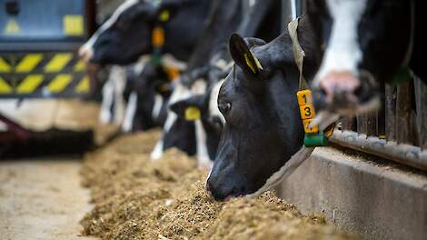 Koeien vreten van het voer dat verstrekt is door een voerrobot.