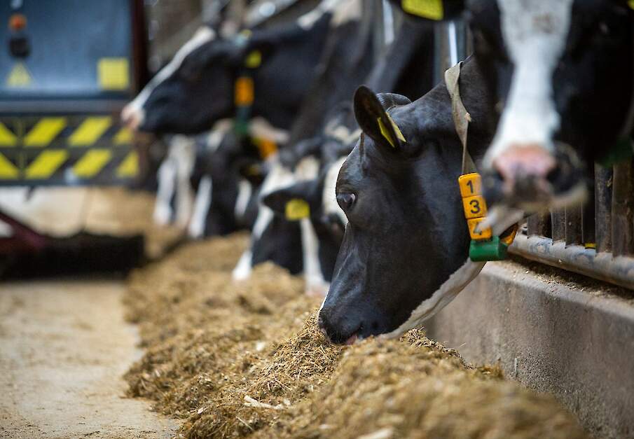 Koeien vreten van het voer dat verstrekt is door een voerrobot.