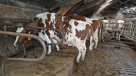 De ligboxen waren volgens de NVWA te klein voor de koeien.