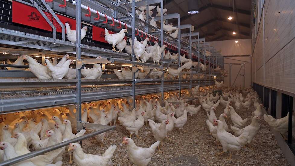 &bdquo;Leghennenhouders kunnen terugkijken op een uitstekend jaar. De opbrengstprijs van eieren lag het hele jaar op een hoog niveau, wat leidde tot recordwinsten", blikt Jan Willem van den Berg, sector bankier agri van ING bank, terug.