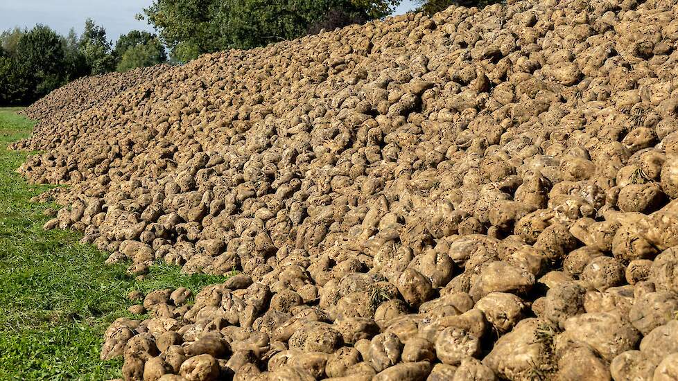 suikerbieten bult bietenmuis
