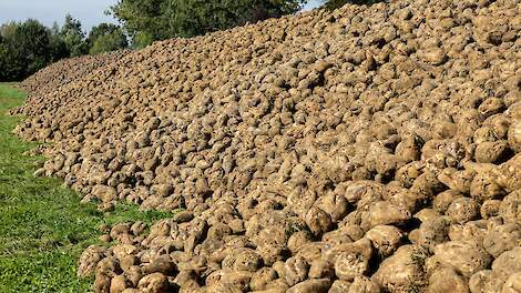 suikerbieten bult bietenmuis