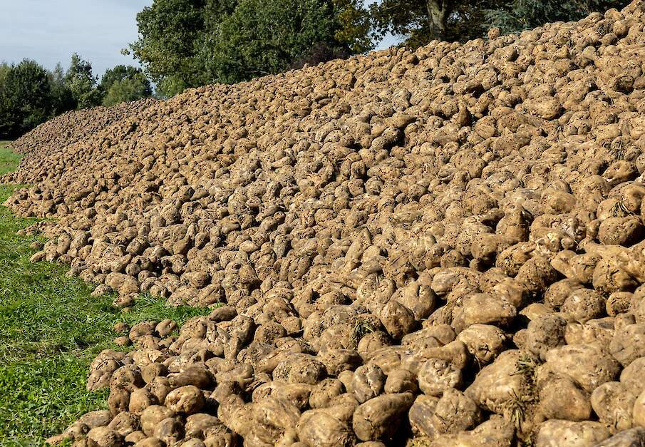 suikerbieten bult bietenmuis