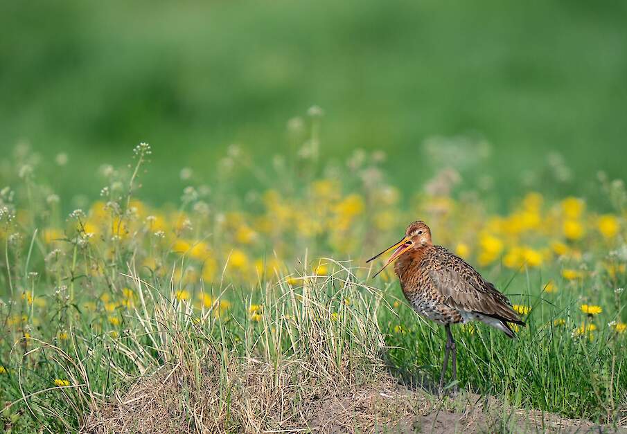 Een Grutto in het veld