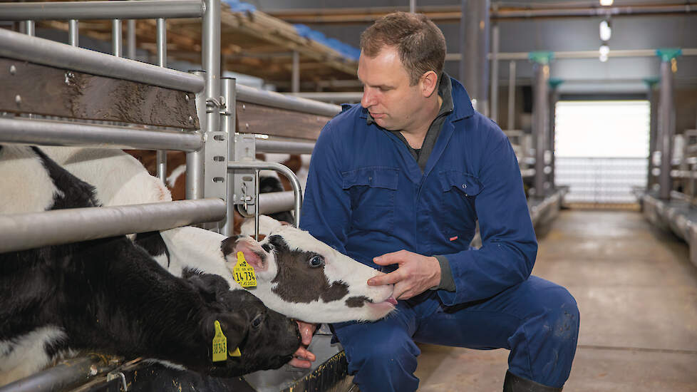 Harm Hardeman met zijn vleeskalveren