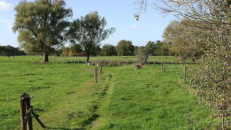 Een wandelpad tussen de weides.
