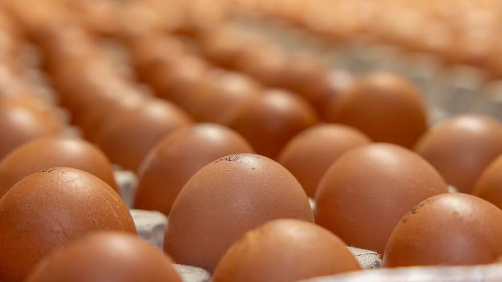 De vraag naar verse eieren blijft hoog in de gehele toeleveringsketen.
