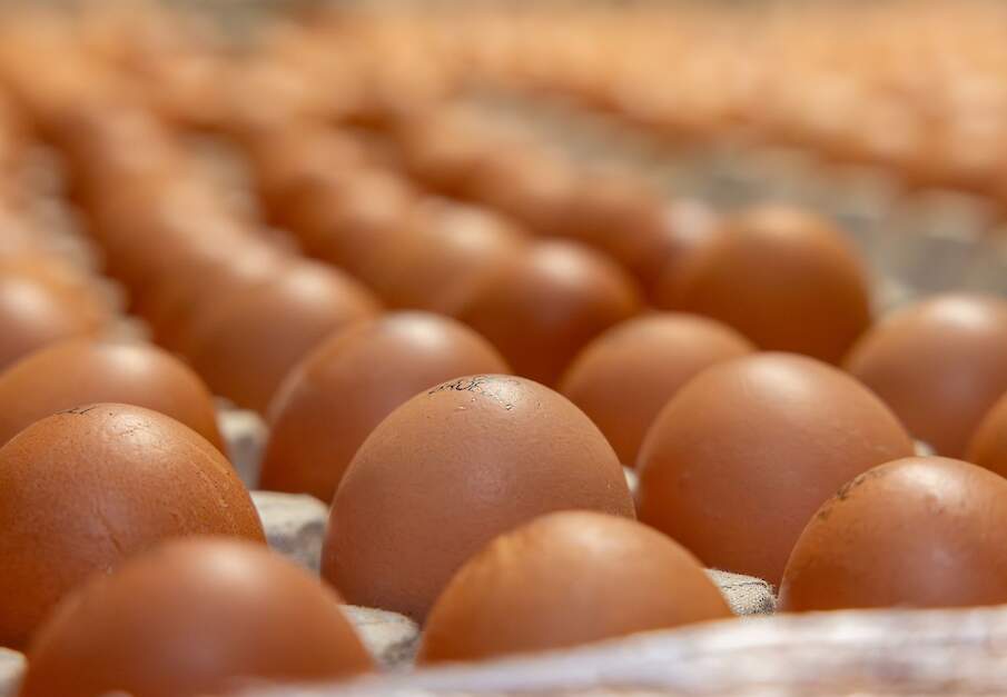 De vraag naar verse eieren blijft hoog in de gehele toeleveringsketen.