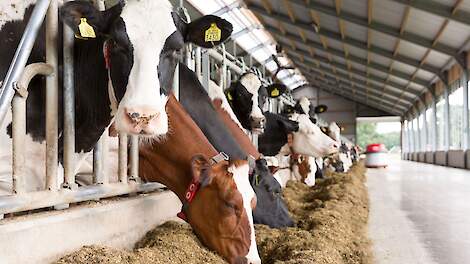 koeien aan een voerhek