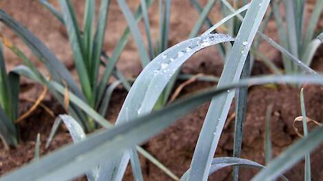Prei dauw blad vollegrondsgroente bij Piet Mertens in Horst