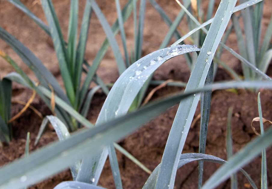 Prei dauw blad vollegrondsgroente bij Piet Mertens in Horst